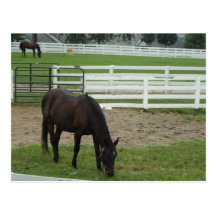 Wild Horse at Heart Postcard