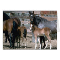 Wild Horse Families cards