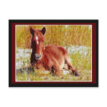 Wild Horse Foal Postcard