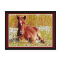 Wild Horse Foal postcards by valleyvisions Wild Horse Foal postcards