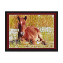Wild Horse Foal postcards by valleyvisions Wild Horse Foal postcards