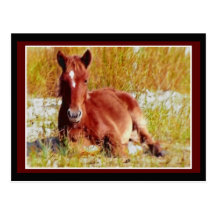 Wild Horse Foal Postcard