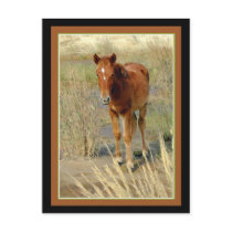 Wild Horse Foal Standing postcards