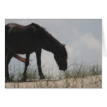 Wild horse in Corolla, NC, USA Card
