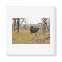 wild horse in Mesa Verde Magnets