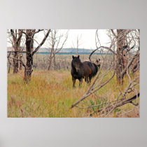 wild horse in Mesa Verde poster