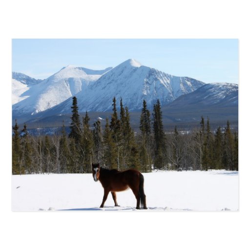 Wild Horse on Alaska Highway Postcard Zazzle