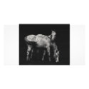 wild horse photo cards by Digitalwonder wild horse photo cards