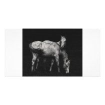wild horse photo cards by Digitalwonder wild horse photo cards