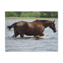 Wild Horse postcards