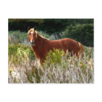 Wild Horse postcards