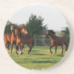 Wild Horse Round Up Coasters