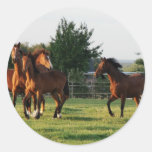 Wild Horse Roundup Sticker