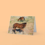 Wild Horse Yearling Photography Notecard cards