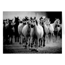Wild Horses cards