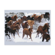 Wild Horses Driven postcards