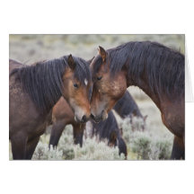 Wild Horses (Equus caballus) in sagebrush near Card