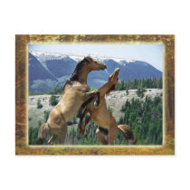Wild horses fighting, Pryor Mountain, Montana Postcards