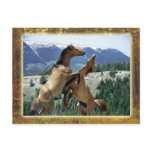 Wild horses fighting, Pryor Mountain, Montana Postcards