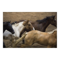 Wild Horses fine art print
