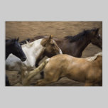 Wild Horses fine art print