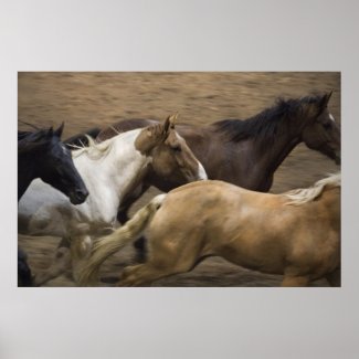 Wild Horses fine art print