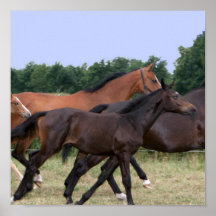 Wild Horses Galloping Print
