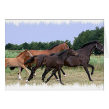 Wild Horses Greeting Card