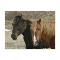 Wild Horses on Unalaska Island Postcard