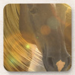 Wild Horses Photo Set of Coasters