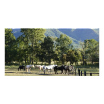 Wild Horses Picture Card