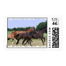 Wild Horses Postal Stamp