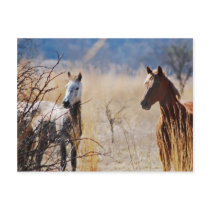 Wild Horses postcards by laureenr Wild Horses postcards