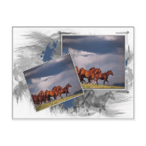 Wild Horses Postcard by touchministry Wild Horses Postcard