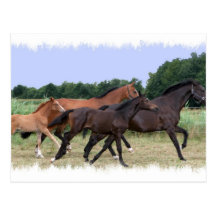 Wild Horses Postcard