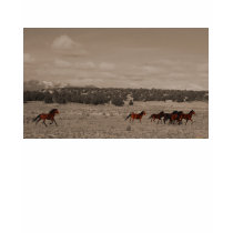 Wild Horses T-Shirt by WanderLinArts Wild Horses T-Shirt