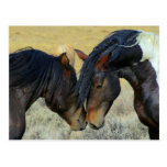WIld Horses Touching Noses Postcard