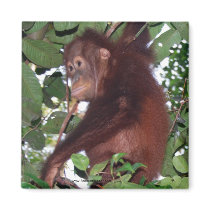 Wild Infant Orangutan magnets by Rebecca_Reeder Wild Infant Orangutan magnets