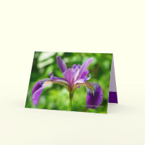 Wild Iris Bloom cards