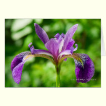Wild Iris Bloom cards