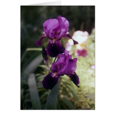 Wild Iris Greeting Cards by kchwxdr