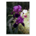 Wild Iris cards