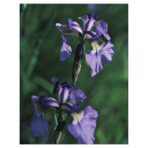 Wild Iris Flyer
