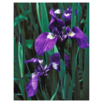 Wild Iris flyers