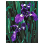 Wild Iris flyers