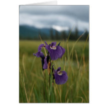 Wild Iris Greeting Cards