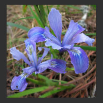 Wild Iris Pair posters