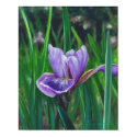 Wild Iris posters by BeverlyLarsen Wild Iris posters