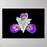 Wild Iris Poster