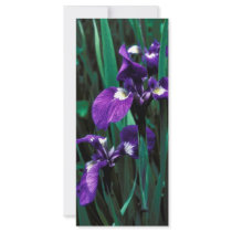 Wild Iris rack cards